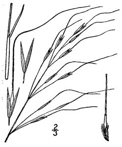 Blackseed Speargrass, Blackseed
Needlegrass, Black Oatgrass /
Piptochaetium avenaceum
(Syn. Stipa avenaceum)